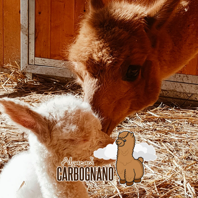 Allevamento Alpaca di Carbognano