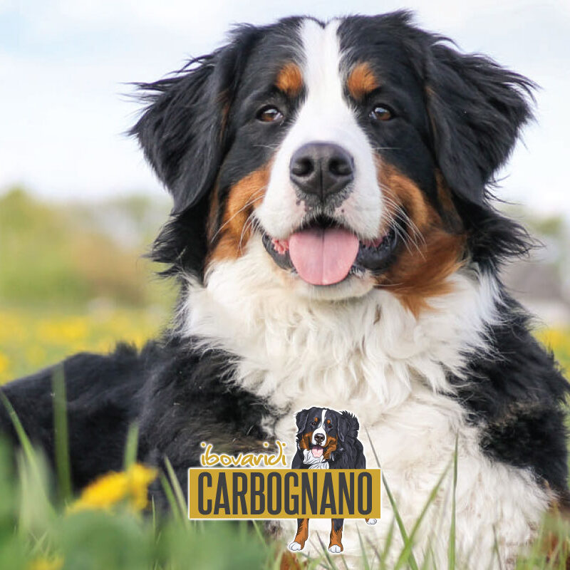Allevamento Bovaro del Bernese